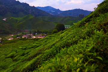 Fototapeta na wymiar Green tea plantation in the morning, Cameron highlands, Malaysia. Lush fields of terraced farm. Nature background. Amazing landscape view of tea plantation in sunset or sunrise time. Selective focus.
