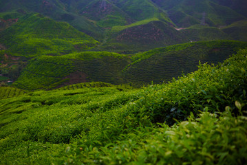 Fototapeta premium Green tea plantation in the morning, Cameron highlands, Malaysia. The lush fields of a terraced farm. Nature background. Amazing landscape view of tea plantation in sunset or sunrise time. Fresh air.