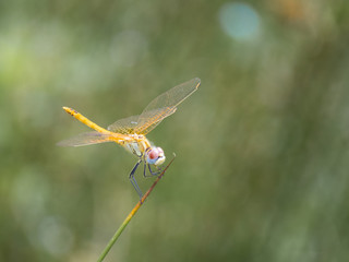 Beautiful isolated dragonfly on a stem in a summer day