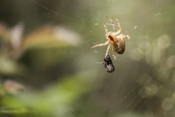 Isolated spider on spidernet with its prey