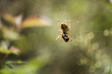 Isolated spider on spidernet with its prey