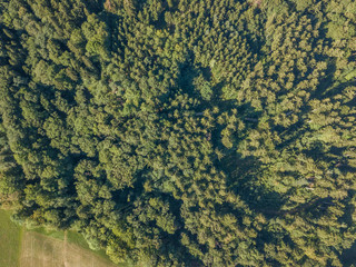 Aerial view of conifer forest from high above in Switzerland, Europe