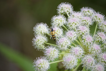 macro photography of yellow and black Cerambicide on blossom