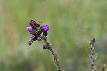 Closeup imagine of Isolated butterfly on flower 
