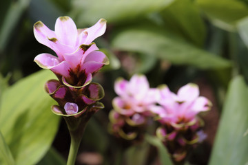 Obraz premium beautiful siam tulip or Curcuma alismatifolia flower in nature