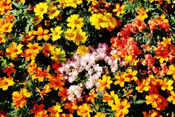 Blumenbeet, Schloss Gruyéres, Kanton Fribourg
