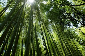 Fototapeta na wymiar 京都の竹