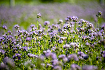The purple phacelia plantation blooms in summer 