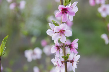 beautiful pink peach bloom