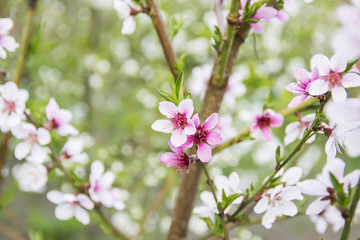 beautiful pink peach bloom