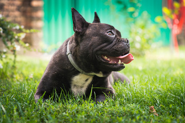 Cute French Bulldog dog lies in the grass
