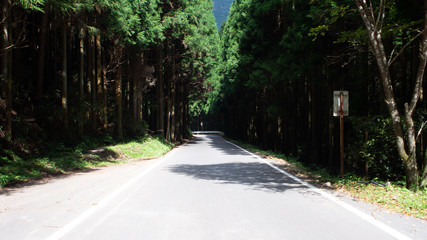 Obraz premium 森の中の一本筋