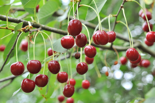 Red berries of a cherry on a branch