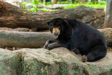 A Malayan Sun Bear is resting on the rock in a zoo