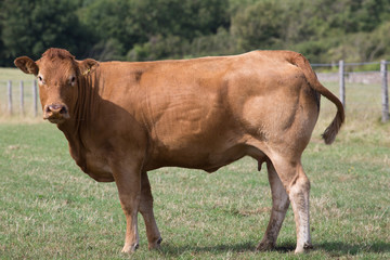 A Brown Cow