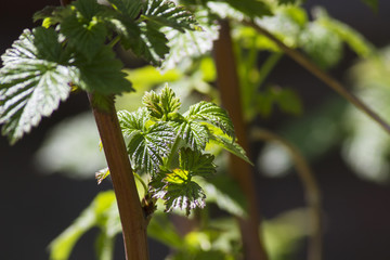 bush raspberry beautiful green leaves