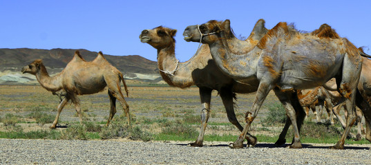 camel in the gobi desert in Mongolia