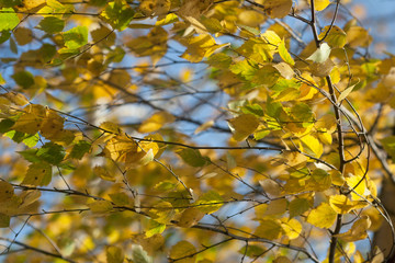 Nature. Autumn. Yellowed foliage in autumn Park
