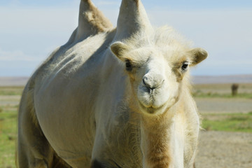 camel in the gobi desert in Mongolia
