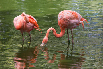Fototapeta na wymiar caribbean flamingos
