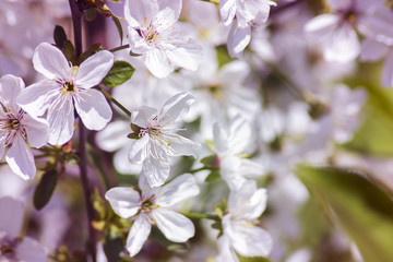 blossom cherry blossoms in the spring in the garden
