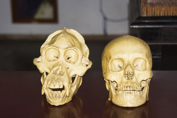 Skulls of orangutan and human kept side by side, Indonesia © RealityImages