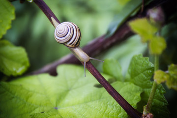 the snail after the rain creeps in flowers and trees and drinks water in the garden among the green vegetation
