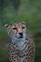 A Cheetah