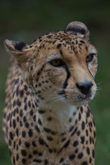 A Cheetah