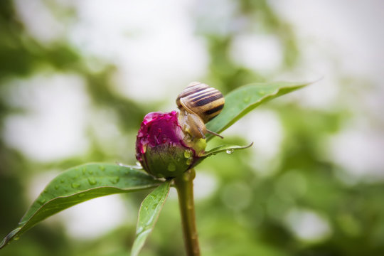 the snail after the rain creeps in flowers and trees and drinks water in the garden among the green vegetation