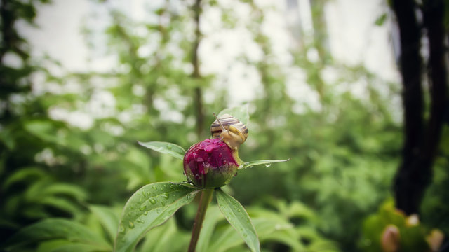 the snail after the rain creeps in flowers and trees and drinks water in the garden among the green vegetation