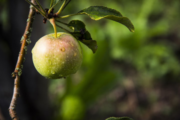 The concept of agriculture, agriculture, ecology and healthy nutrition. Close-up of juicy red-green Apple hanging on a tree branch in the orchard. On the background of green leaves.