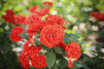 Beautiful red yellow orange rose