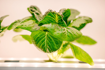 Closeup nature view of green leaf on blurred greenery background in garden with copy space using as background natural green plants landscape,Growing vegetables without soil in limited areas.