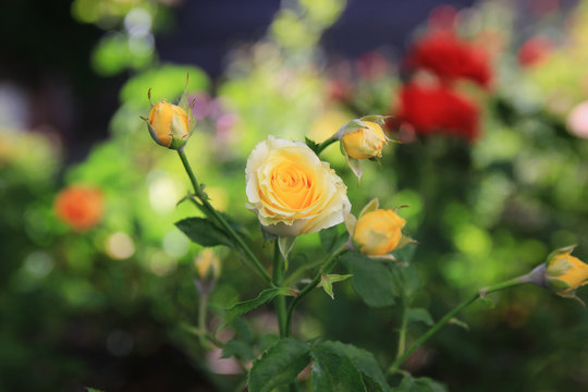 Beautiful red yellow orange rose
