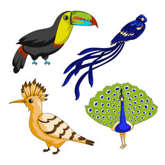 Set of exotic birds