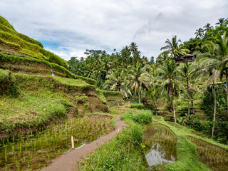 Fototapeta na wymiar Rice terraces in Tegallalang, Ubud, Bali, Indonesia Asia