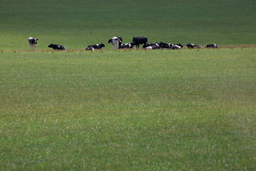 Fresian Cows on a hot summer's day in Wales