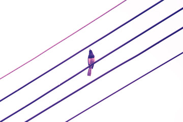 A lone bird sits on power cable lines, like a note on a musical camp. on a white background.