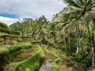 Fototapeta na wymiar Rice terraces in Tegallalang, Ubud, Bali, Indonesia Asia