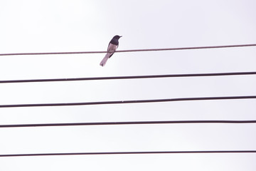 A lone bird sits on power cable lines, like a note on a musical camp. on a white background.