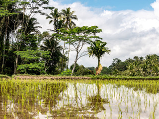 Rice terraces in Tegallalang, Ubud, Bali, Indonesia Asia