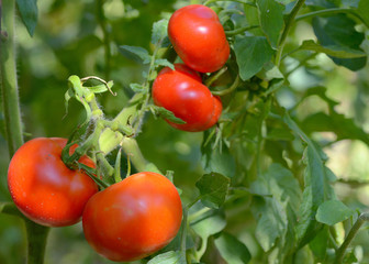 tomatoes growing on the vine