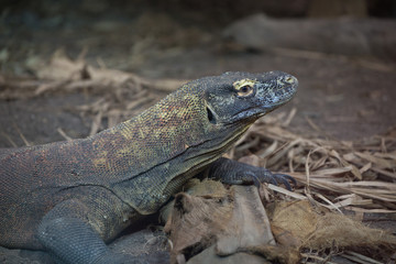 Komodo Dragon