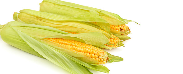 Corn cob isolated on white background. Wide photo . Free space for text.