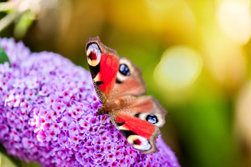 papillon butinant en macro