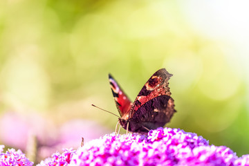 papillon butinant en macro
