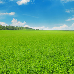 Obraz premium Green field and blue sky with light clouds.