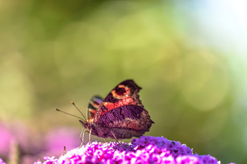 papillon butinant en macro