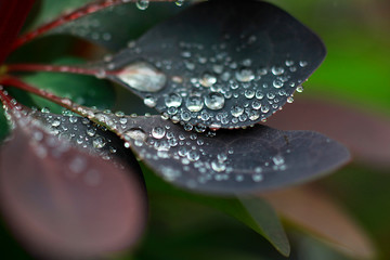 water drops from nature